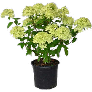 圆锥绣球大花木绣球耐严寒耐晒庭院种植香草草莓白玉石灰灯绣球苗