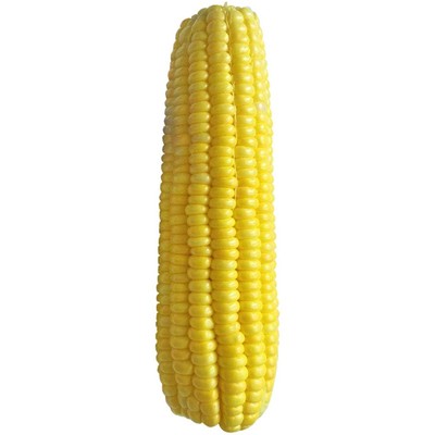 京科968玉米种子矮大棒大田杂交