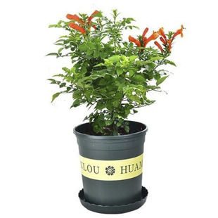 炮仗花爬藤植物攀爬植物鞭炮花苗油麻藤苗攀援花卉红爆竹花围墙