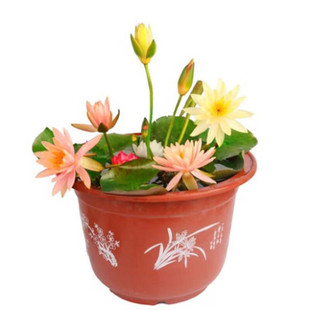 水生花卉水养微型小睡莲种根碗莲花水培植物荷花盆栽迷你睡莲根茎