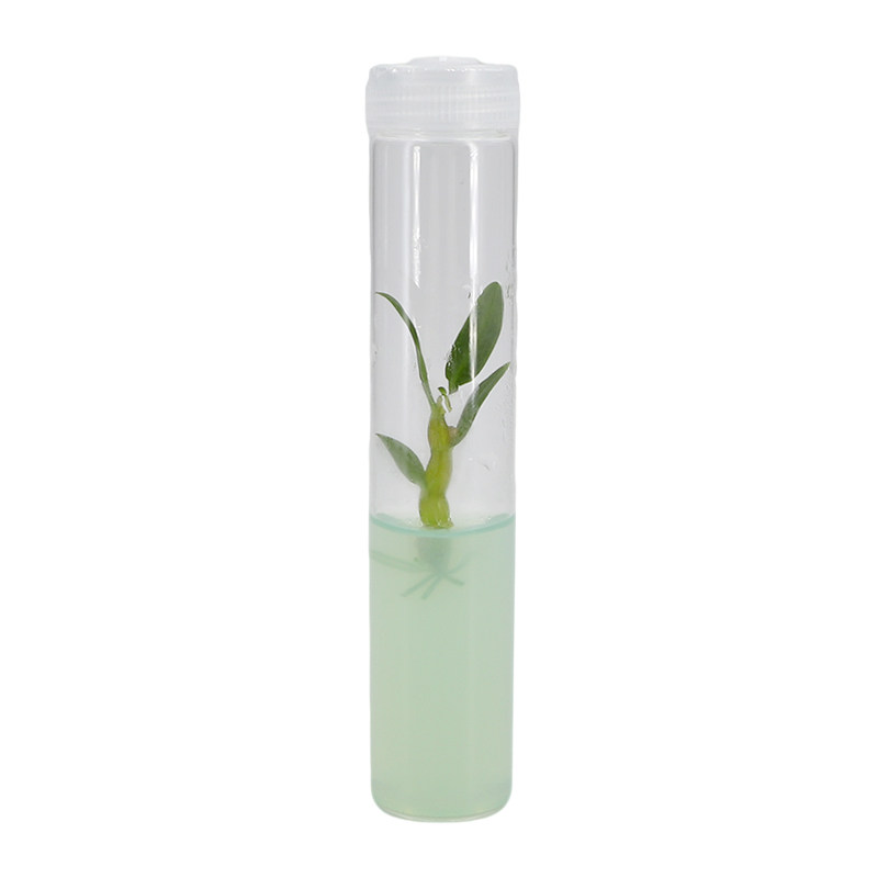 石斛彩色试管苗无菌组培高中生物