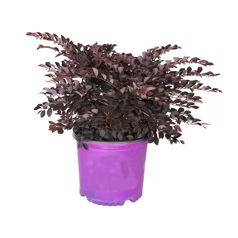 红花继木球树苗庭院盆栽四季常青篱笆彩叶色块花镜绿化植物风景树