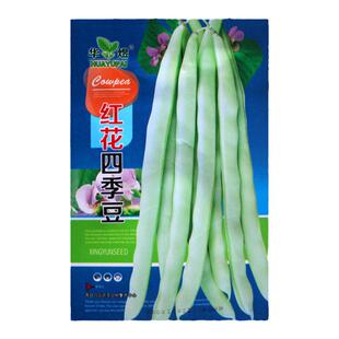 红花四季豆种子高产无筋豆角种子架豆芸豆种子农家四季播蔬菜种子