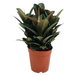 橡皮树黑金刚盆栽花盆苗客厅室内绿叶大叶四季常青型植物净化空气