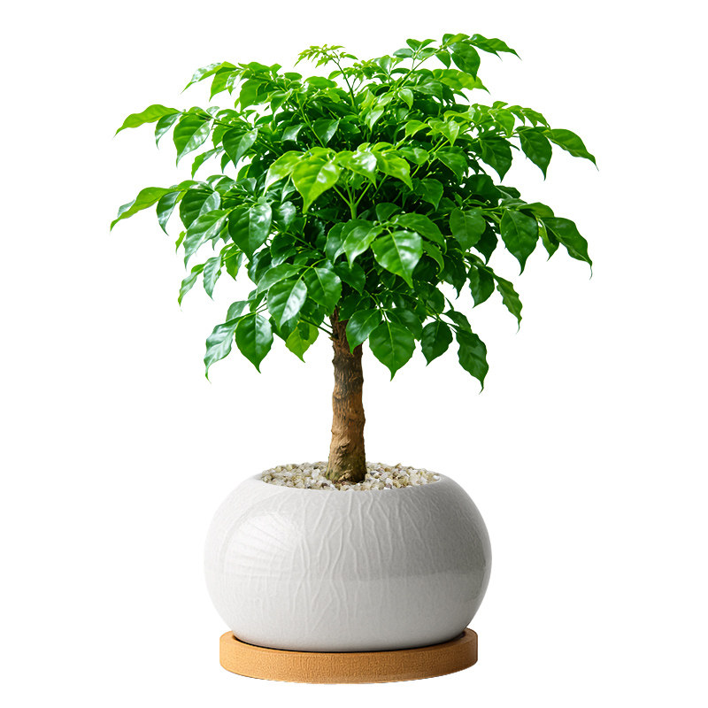 幸福又美满！超好养幸福树小盆栽