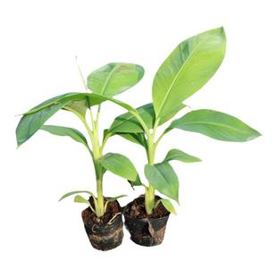 香蕉树苗南方四季苹果蕉粉蕉红皮矮化芭蕉抗寒室内盆栽种植水果树