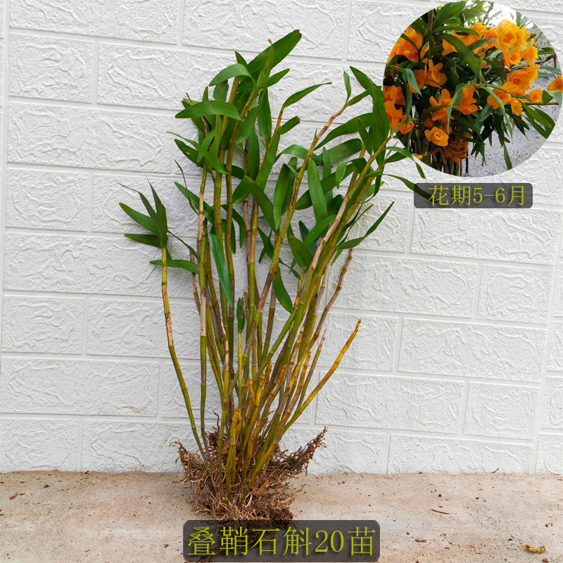 叠鞘石斛黄橙石斛木桩栽好裸根苗石斛兰夹江石斛苗盆栽石斛铁皮苗