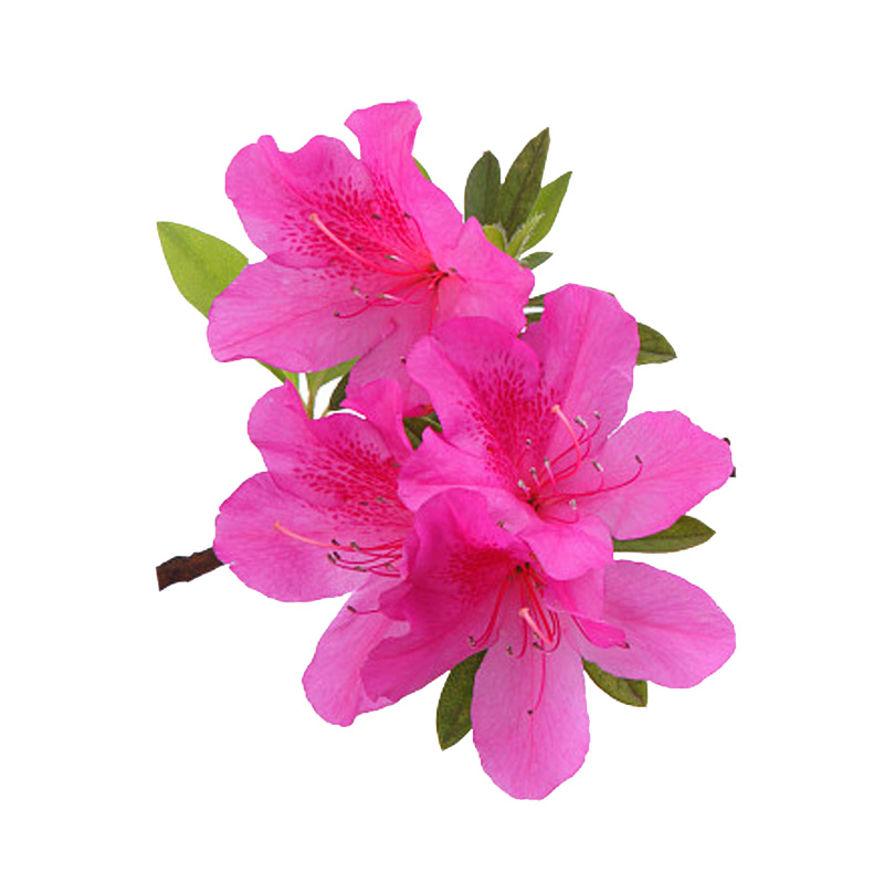 带花苞杜鹃花苗庭院绿化四季开花
