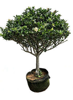 大叶栀子花棒棒糖栀子花浓香型