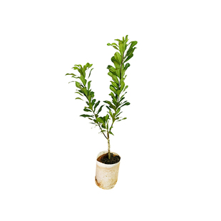 黑炭杨梅带营养小杯发货带叶包邮杨梅苗东魁杨梅苗嫁接苗盆栽庭院