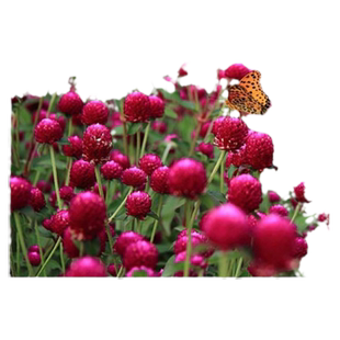 千日红种子百日红火球开花不断绿化花卉盆栽易活花籽千日紫种籽子