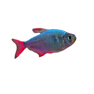 哥伦比亚梦幻灯鱼玫瑰扯旗热带观赏南美淡水小型灯科草缸群游活体