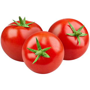 番茄树种春秋季多年生树型西红柿种子四季盆栽庭院种籽蔬菜种孑