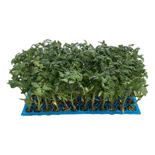 红矮生番茄苗圣女果小西红柿苗盆栽樱桃小番茄秧苗四季阳台番茄苗