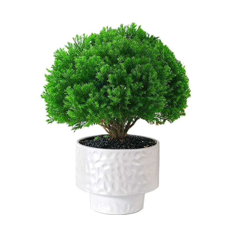 雾凇盆栽绿植放青松植物工位盆景
