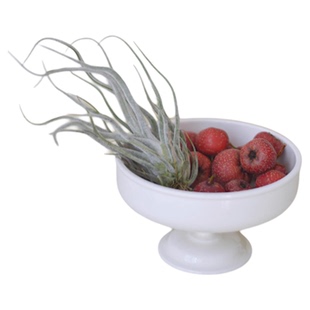 PHYSIS行走在空中的植物」空气凤梨合集粉霸河豚大画卷贝可利客厅