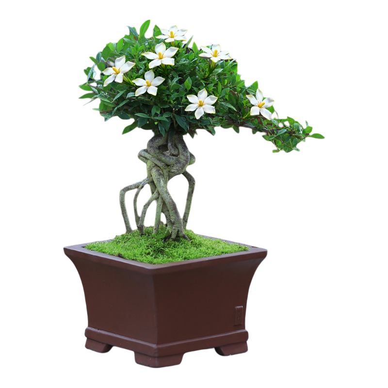 栀子花盆栽老桩造型室内植物