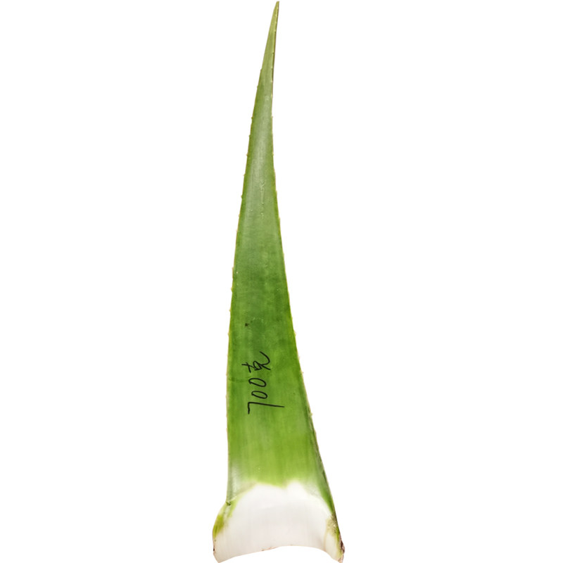 库拉索芦荟灌肤美容院专用新鲜大叶片洗澡打奶牛奶面膜药用的果肉