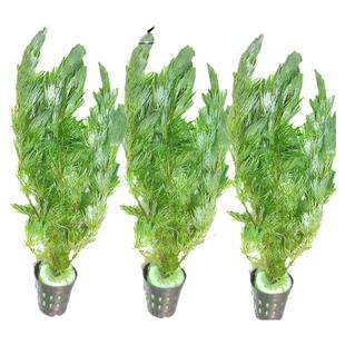 水草植物绿菊花鱼缸造景红松尾水族箱装饰植物淡水活体真懒人水草