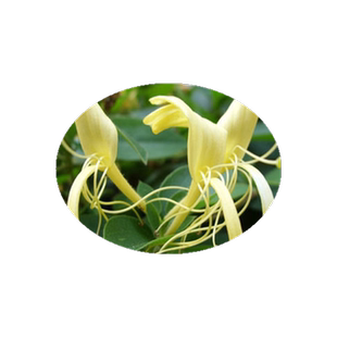 可食用金银花树苗浓香花卉盆栽阳台庭院四季爬藤植物老桩带花苞