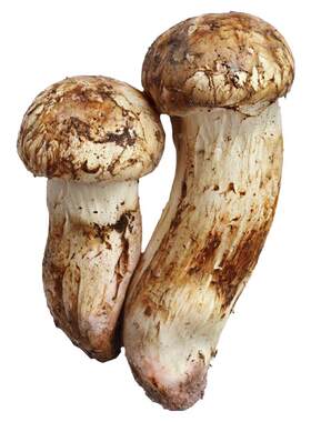6~8cm】西藏野生新鲜松茸