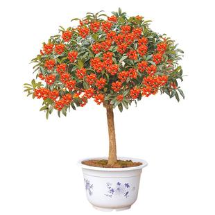 水培桂花盆栽树苗带花苞水养四季桂鲜切花卉植物室内好养易活绿植