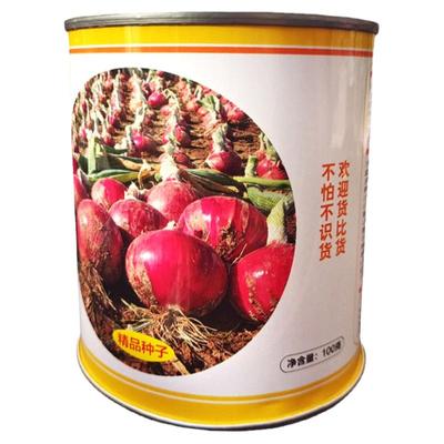 中领8512紫皮洋葱种子苗子大头