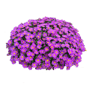 海蒂的花园姬小菊盆栽带花苞绿植楼顶可垂吊植物阳台紫色花苗花卉