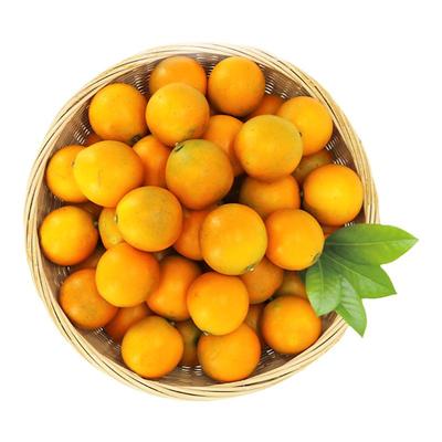 落叶喜阳易种可食用果树