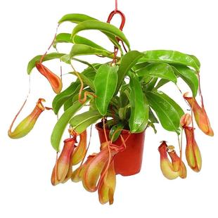 猪笼草盆栽捕蝇草食虫草食人花驱蚊虫四季绿植蚊子好养吊盆客厅