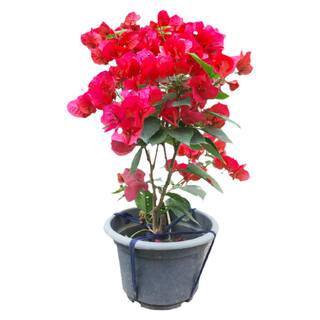 三角梅带花盆栽绿樱爬藤重瓣老桩四季开花大苗红樱安格斯庭院植物