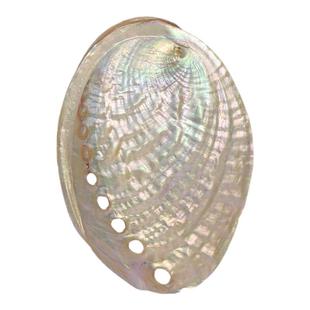 天然白色纹大鲍鱼贝壳家居饰品海螺壳鱼缸水族创意摆件招财鲍鱼壳