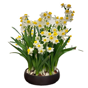 水仙花盆栽水养带芽郁金香种球办公桌面室内水培绿植物风信子花卉