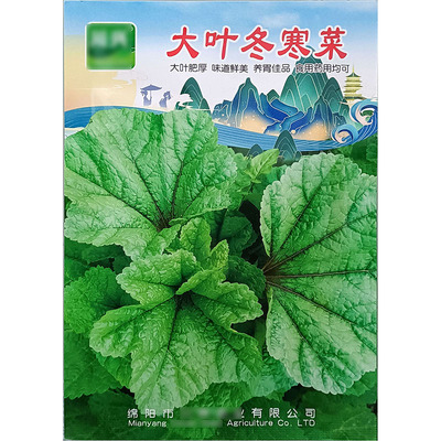大叶冬寒菜10g葵菜菜种子孑籽