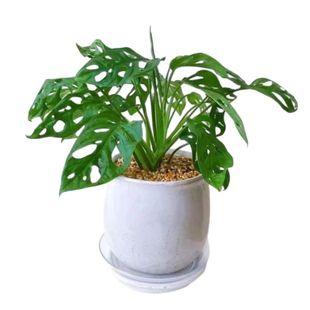 米歇尔龟背蜜汁巨洞仙洞芝士干酪爬藤垂吊室内观叶绿植盆栽