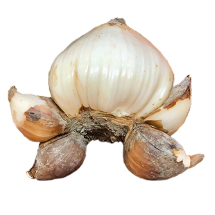 一只小花农漳州水仙花种球水培盆栽水养室内重瓣复瓣单瓣冬季农户