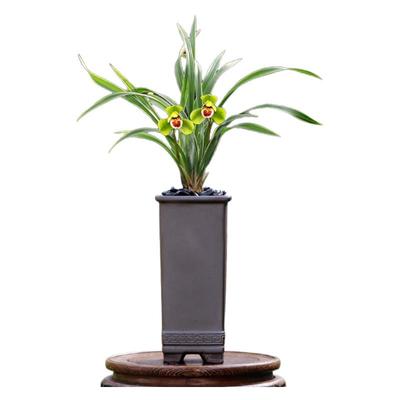 黄荷艺带花浓香好易养盆栽绿植