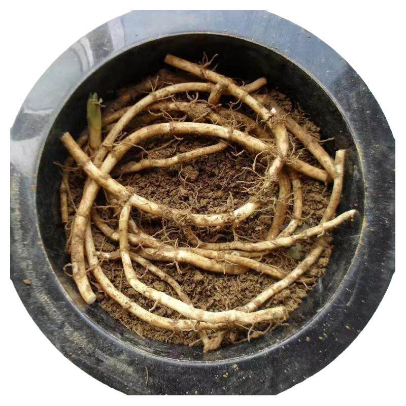 带泥鱼腥草种子盆栽成活率高