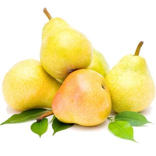 烟台太婆梨大头梨软梨啤酒梨新鲜老婆梨莱阳香洋茄梨水果包邮