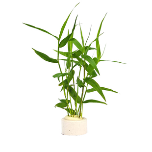 有茎类后景水草 南美青竹 玉竹 鱼缸造景活体水草