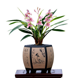 翁源兰花苗老种四季建兰东方红荷带花浓香红香妃好养花卉绿植盆栽