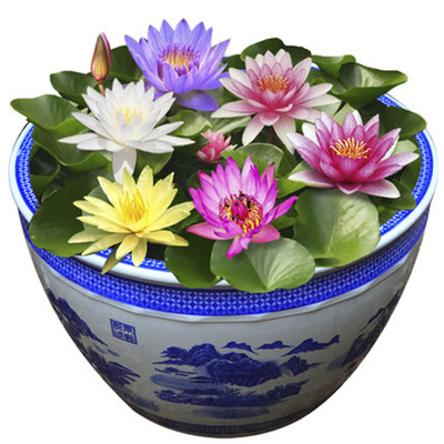 萍蓬草荇菜莲根发达水质水浮莲