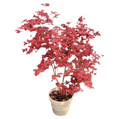 彩叶红枫树苗花园阳台花镜绿植物