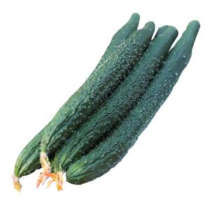 真好吃黄瓜种子绿皮绿肉油亮甜绿瓤脆青黄瓜阳台盆栽蔬菜种子籽孑