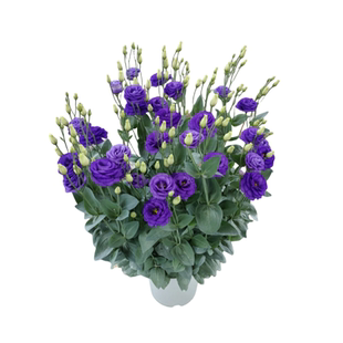 进口重瓣洋桔梗花种子太阳花阳台庭院盆地栽绿植物种孑花卉种籽子