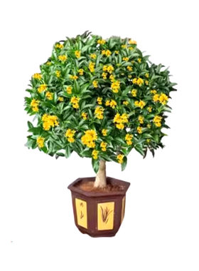 室内盆栽桂花树苗嫁接矮化开花