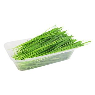 即食新鲜已种好猫草盒无需种植化毛去毛球猫薄荷猫零食懒人猫草