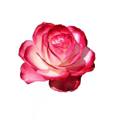 摩纳哥公爵月季花苗大花浓香复色