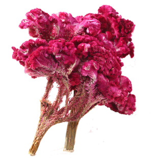 鸡冠花中药红白鸡冠花干花泡水新鲜凤尾鸡冠子花鸡公花官寇鸡冠头