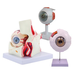 人体眼球模型放大眼睛眼球结构构造解剖模型教学仪器眼珠玩具医学